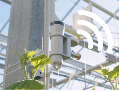 Neues Licht fr den Gartenbau: Mit dem Aranet-PAR-LS zum Wachstumserfolg