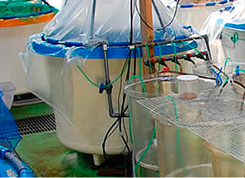 Universität für Meereswissenschaften und Technologie in Tokio verwendet in Fischtanks die RTR-500 Datenlogger-Serie von T&D